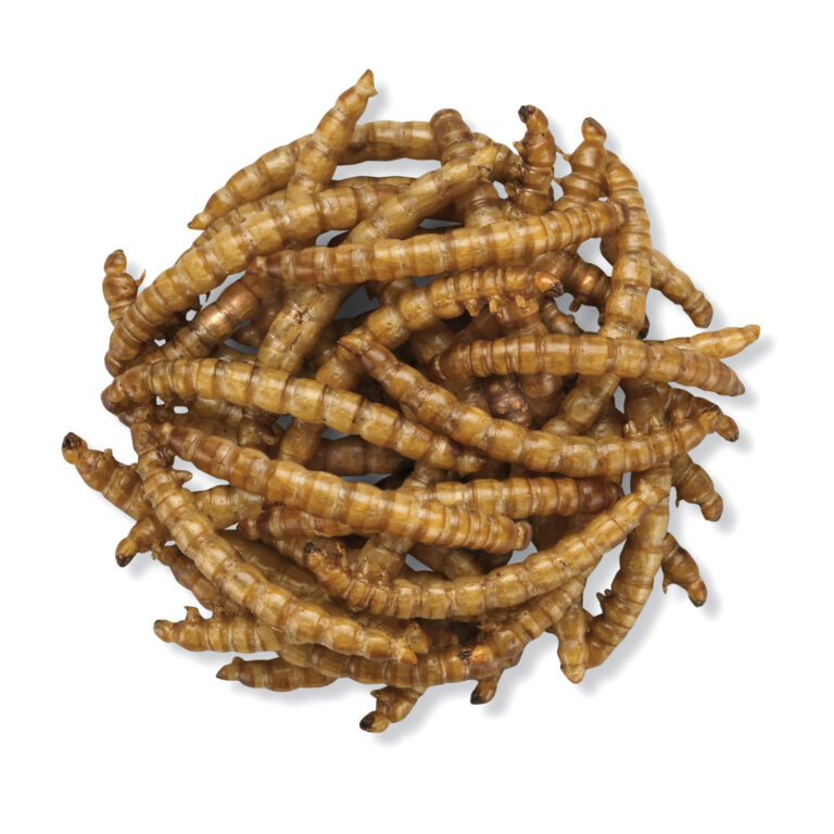 Dpat Queen Natural Dried Mealworms 850g