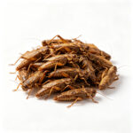 18-month shelf life stability for premium Wholesale Dried Grasshoppers