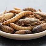 premium freeze-dried insects for pet food