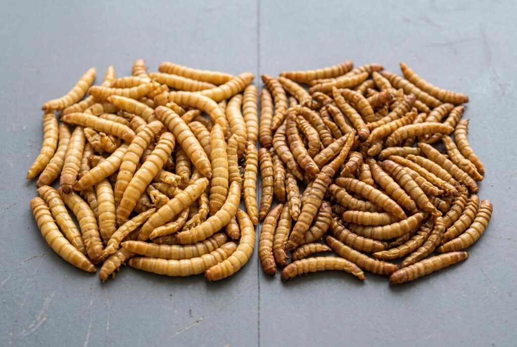 Microwave dried mealworms beside hot-air-dried mealworms showing subtle processing differences