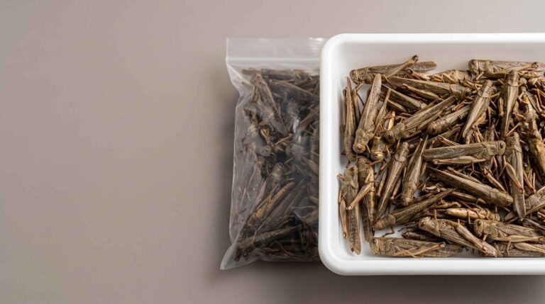 Bulk dried grasshoppers arranged for B2B quality and sourcing evaluation