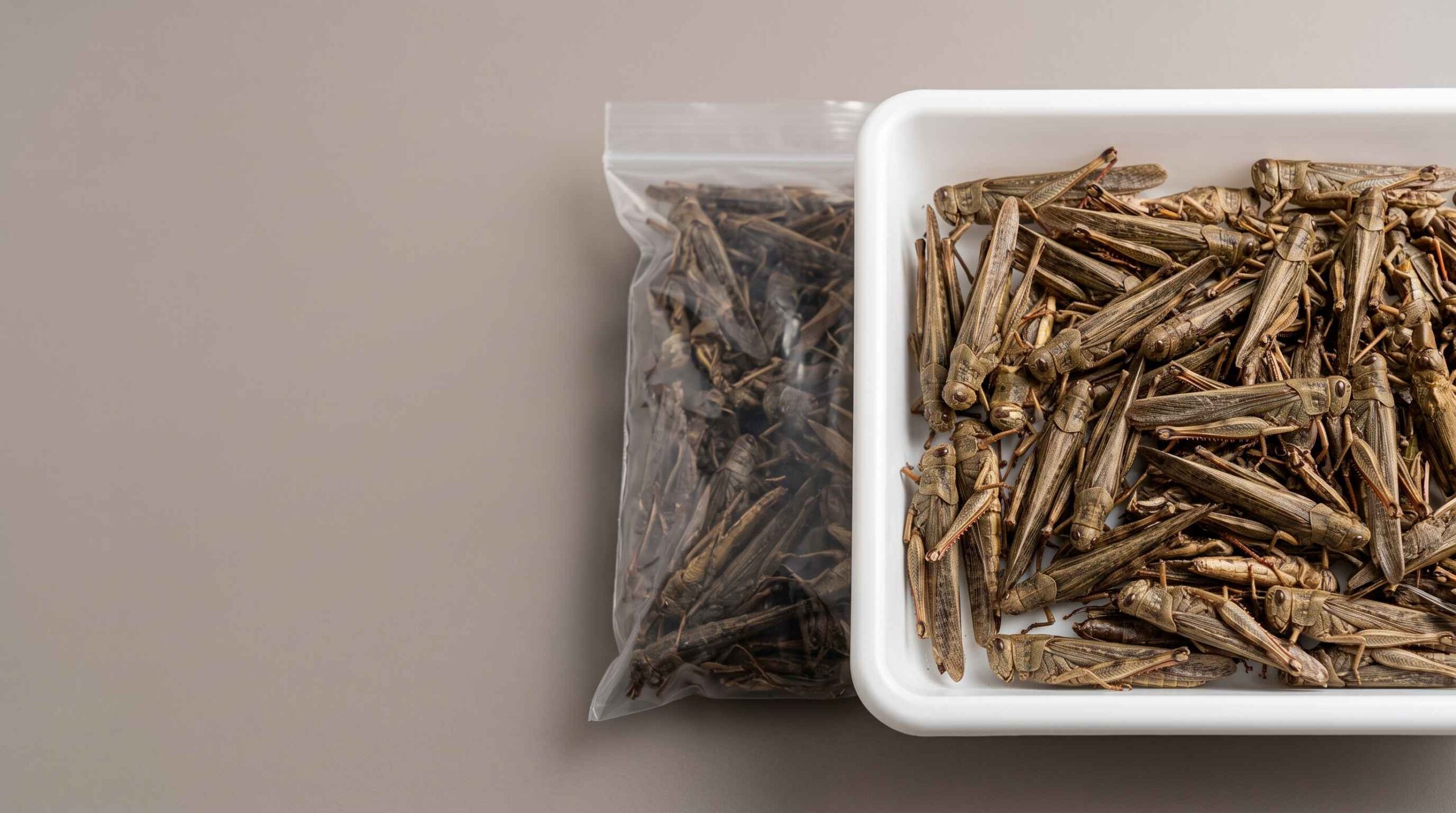 Bulk dried grasshoppers arranged for B2B quality and sourcing evaluation