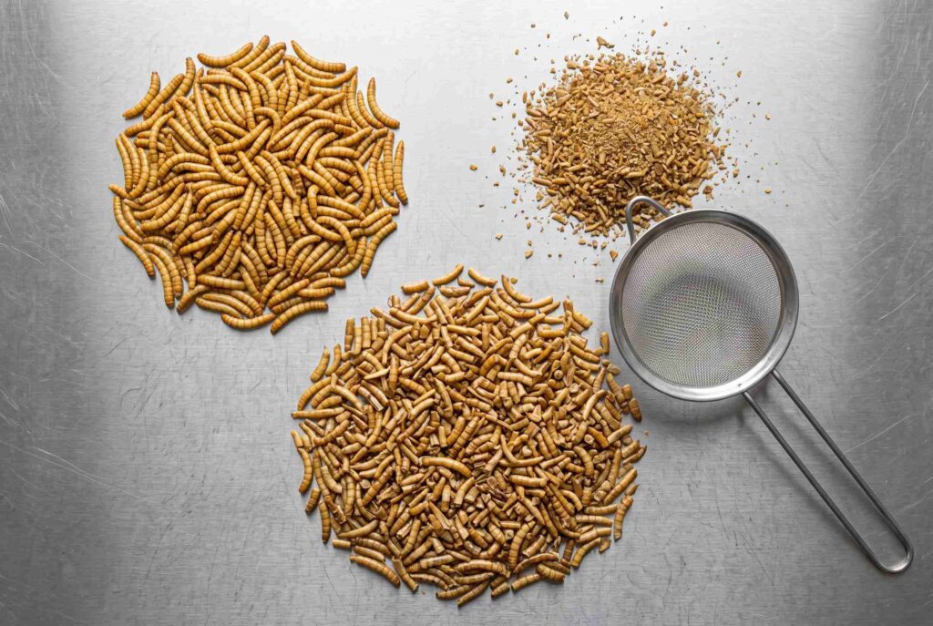 Dried mealworm quality comparison of whole insects fragments and fine particles