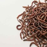 Bulk dried earthworms in a clean commercial product display for B2B buyers