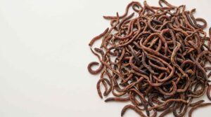 Bulk dried earthworms in a clean commercial product display for B2B buyers