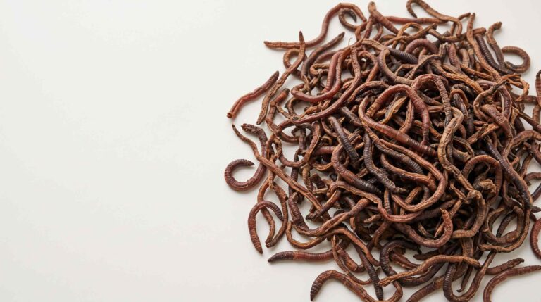 Bulk dried earthworms in a clean commercial product display for B2B buyers
