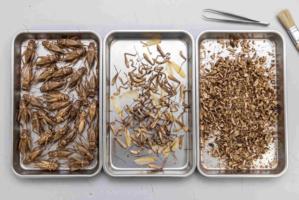 Dried cricket quality inspection separating whole bodies detached appendages and fines