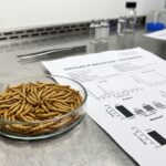 Protein bioavailability analysis and microwave processing for premium Wholesale Dried Mealworms