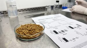 Protein bioavailability analysis and microwave processing for premium Wholesale Dried Mealworms
