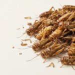 Bulk dried crickets displayed as a whole commercial product for B2B buyers