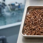 Dried earthworms for aquaculture evaluated as whole product and material for further processing