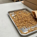 Wholesale dried mealworms displayed for commercial B2B sourcing