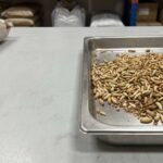 Bulk dried maggots displayed for B2B commercial sourcing