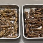 Freeze-dried grasshoppers compared with heat-dried grasshoppers for commercial buyers