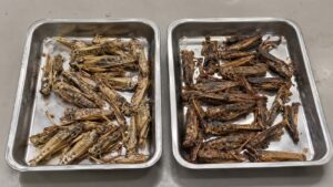 Freeze-dried grasshoppers compared with heat-dried grasshoppers for commercial buyers