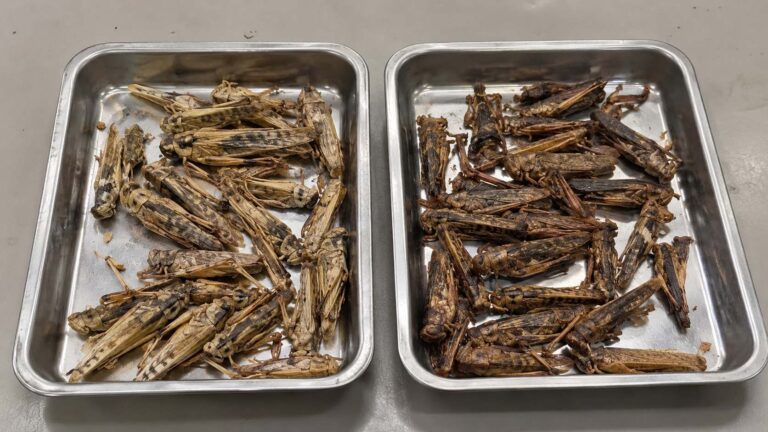 Freeze-dried grasshoppers compared with heat-dried grasshoppers for commercial buyers