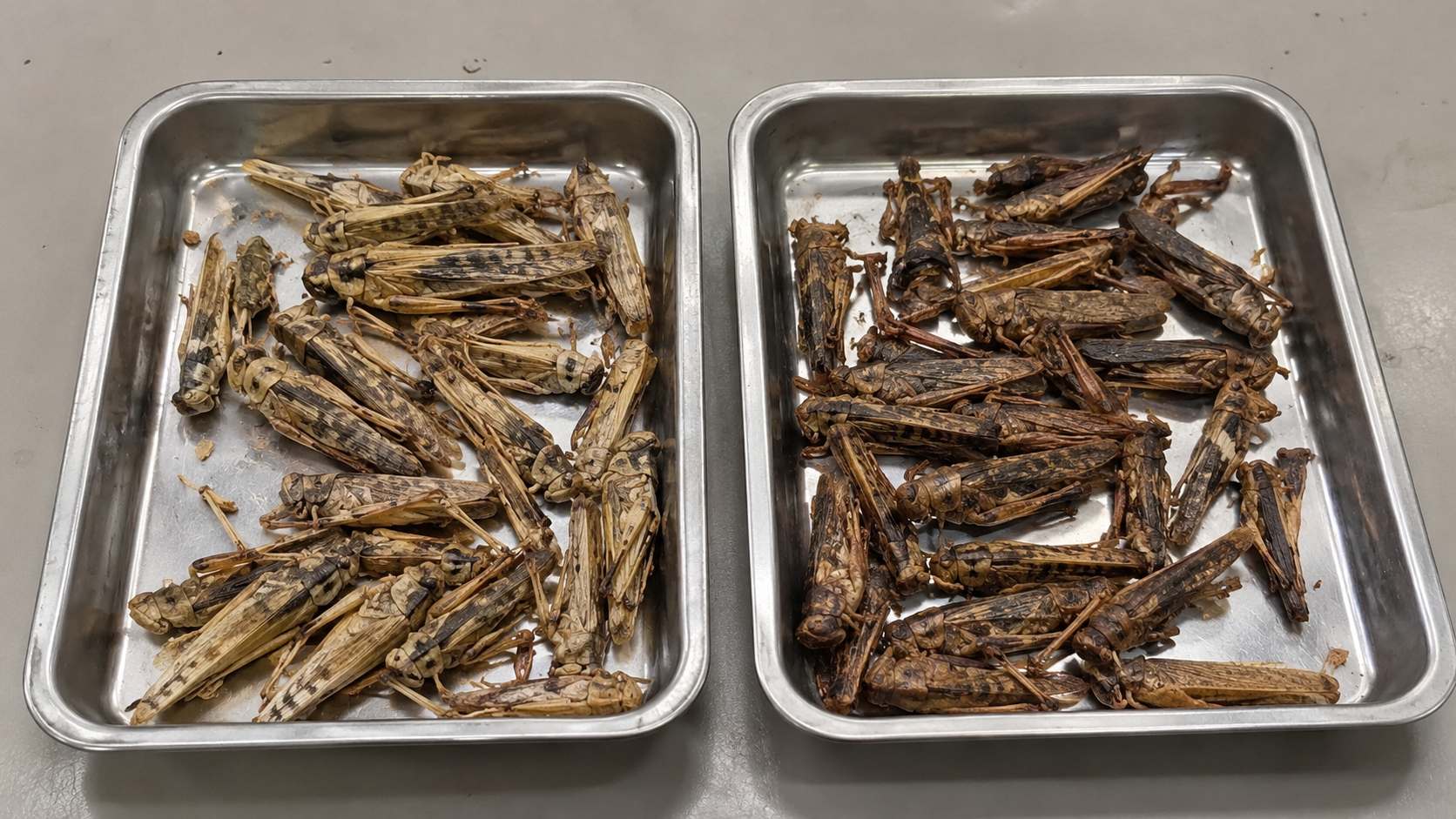 Freeze-dried grasshoppers compared with heat-dried grasshoppers for commercial buyers