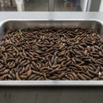 Dried BSFL quality inspection showing whole black soldier fly larvae